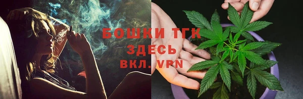 индика Ельня