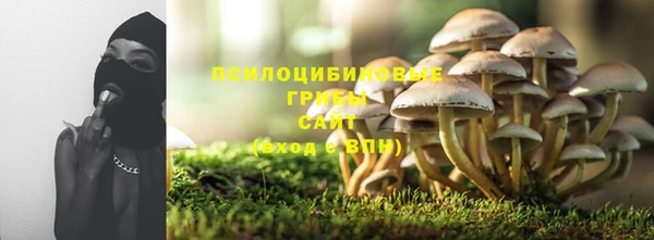 индика Ельня